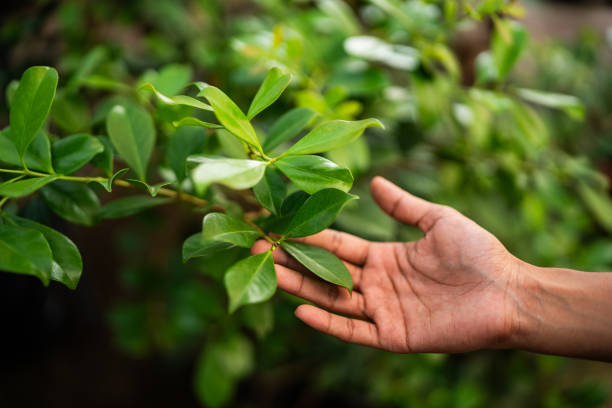 How Our Tree Care Process Works  in  Troutman, NC